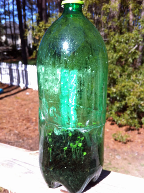 bottle